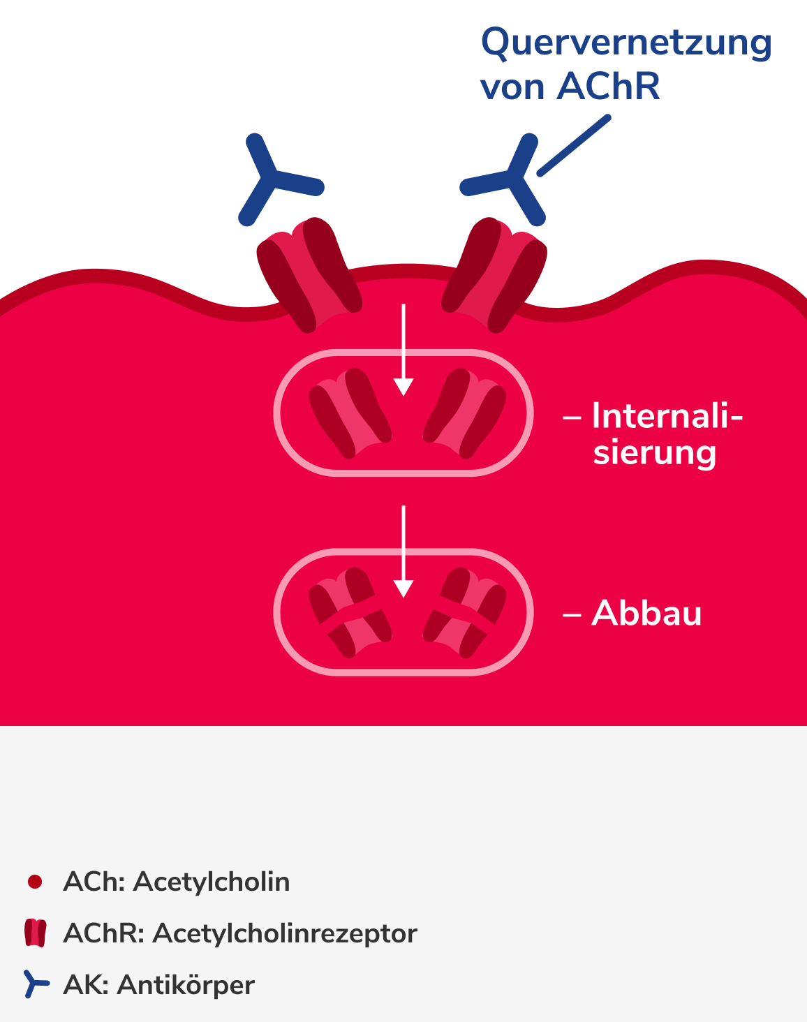 Pathophysiologische Wirkung der AChR-Antikörper, Grafik 2