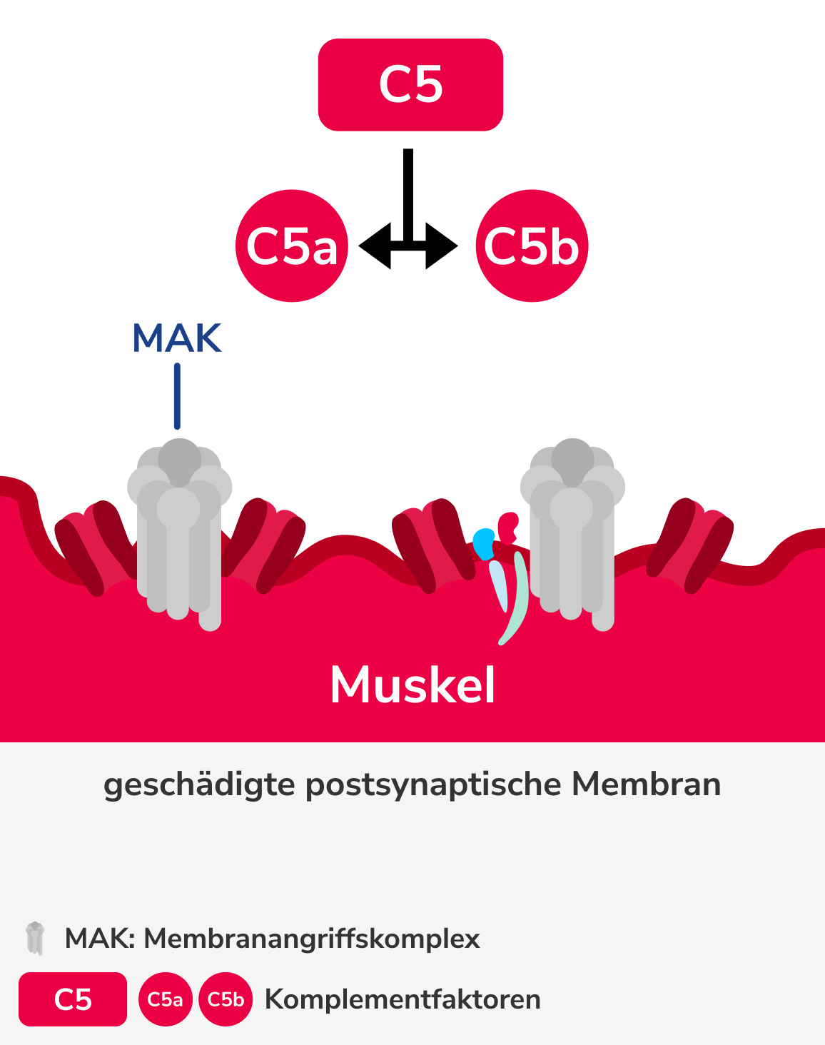 Pathophysiologische Wirkung der AChR-Antikörper, Grafik 4