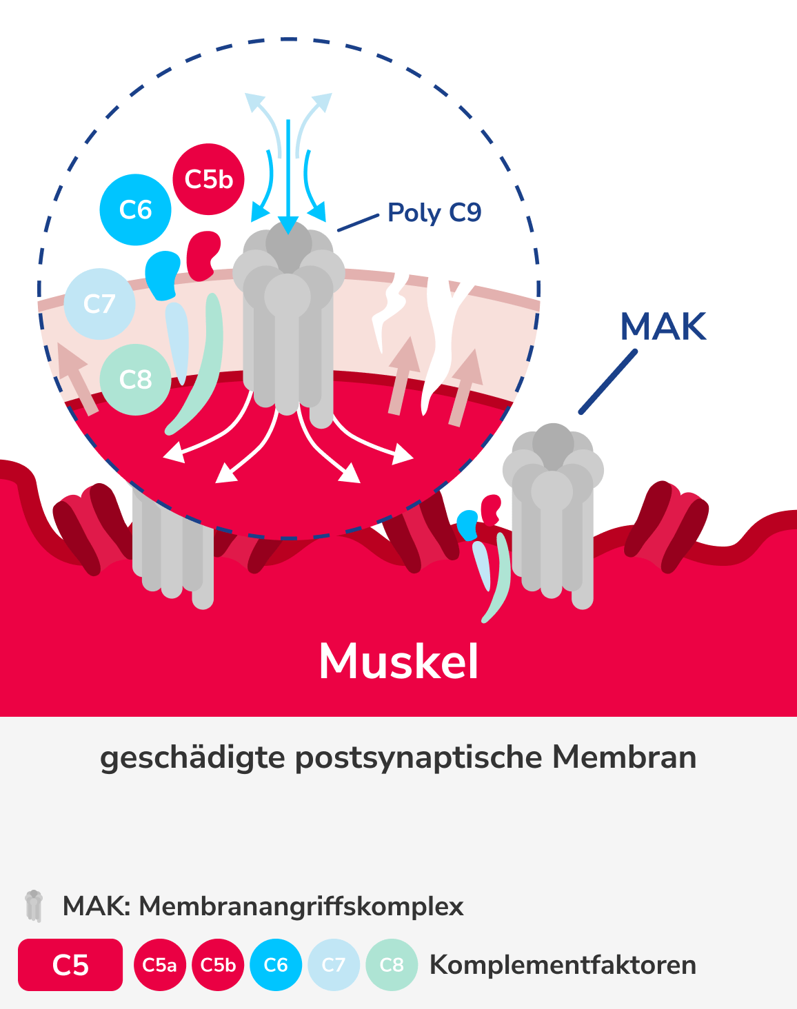 Pathophysiologische Wirkung der AChR-Antikörper, Grafik 5